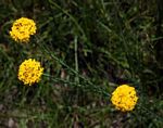 Gnidia chrysantha