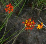 Gnidia chrysantha