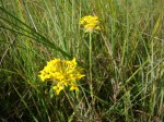 Gnidia chrysantha