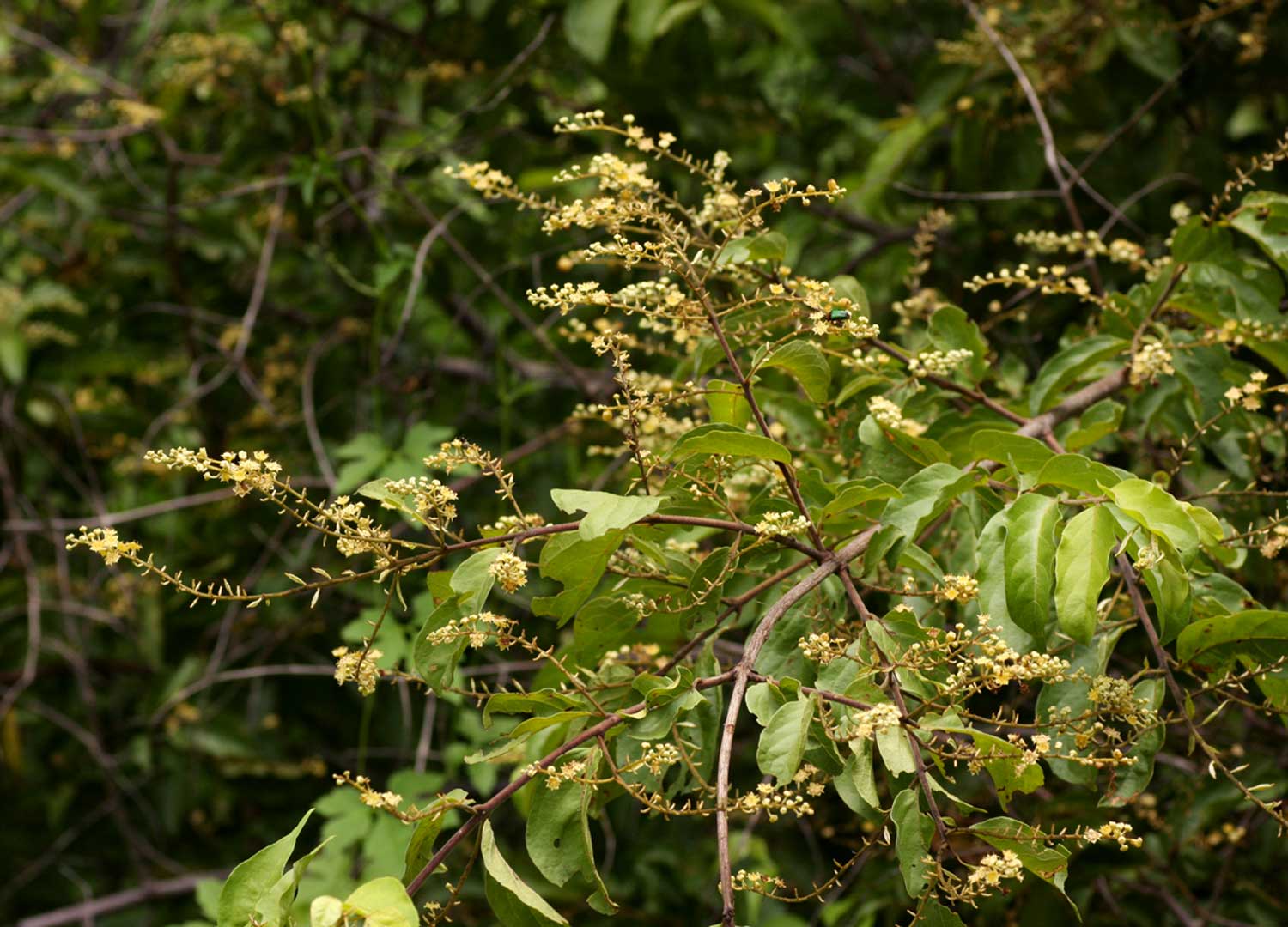 Combretum celastroides subsp. celastroides