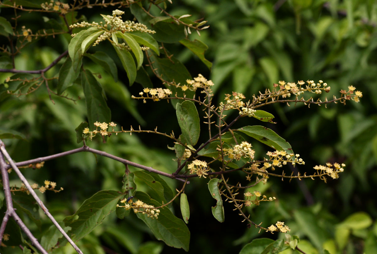 Combretum celastroides subsp. celastroides