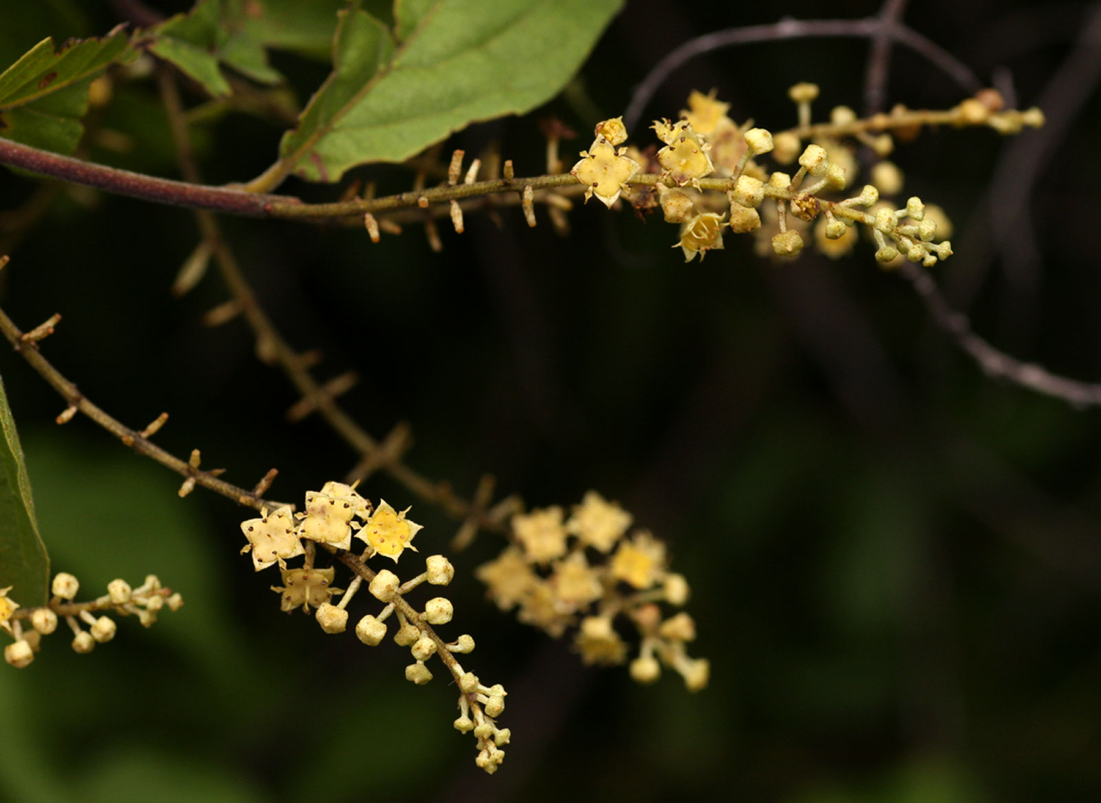 Combretum celastroides subsp. celastroides