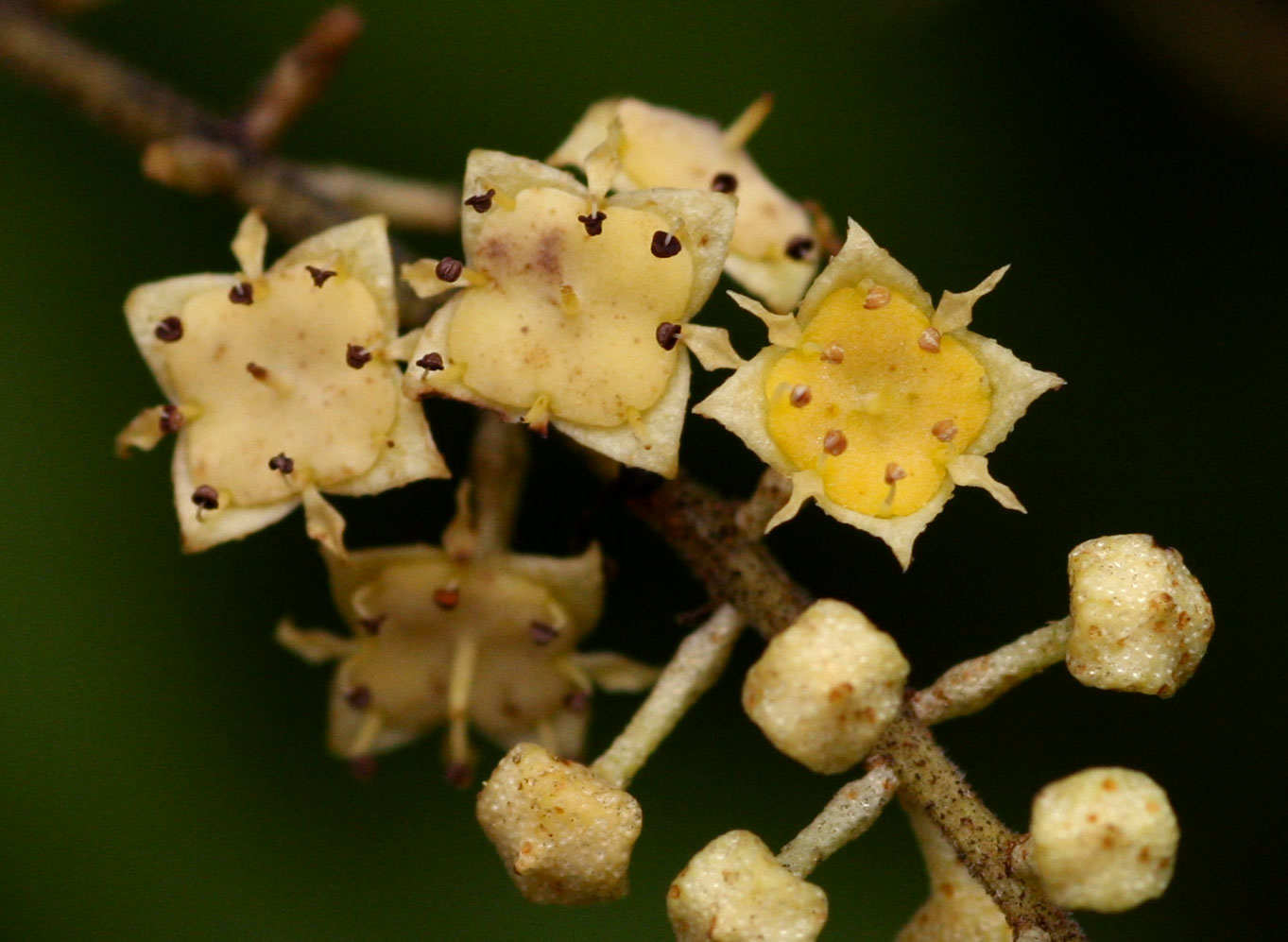 Combretum celastroides subsp. celastroides