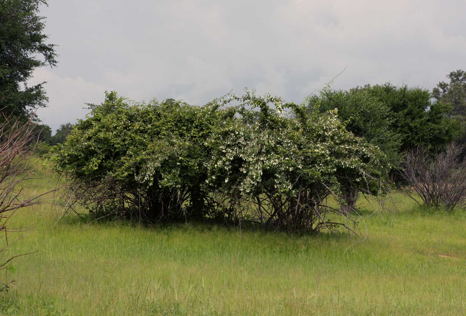 Combretum obovatum