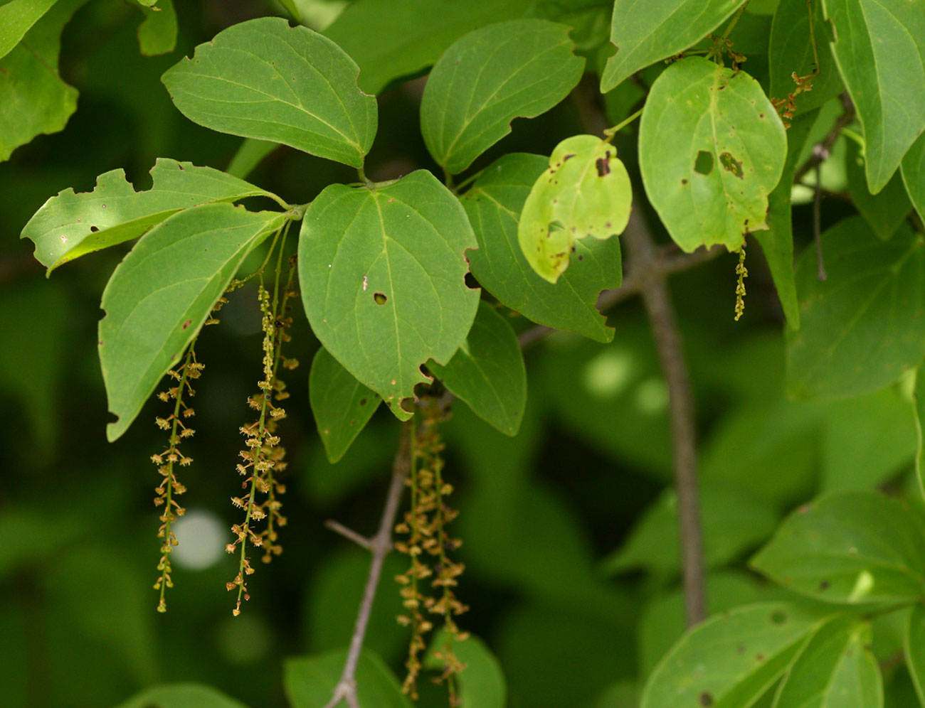 Meiostemon tetrandrus subsp. australis