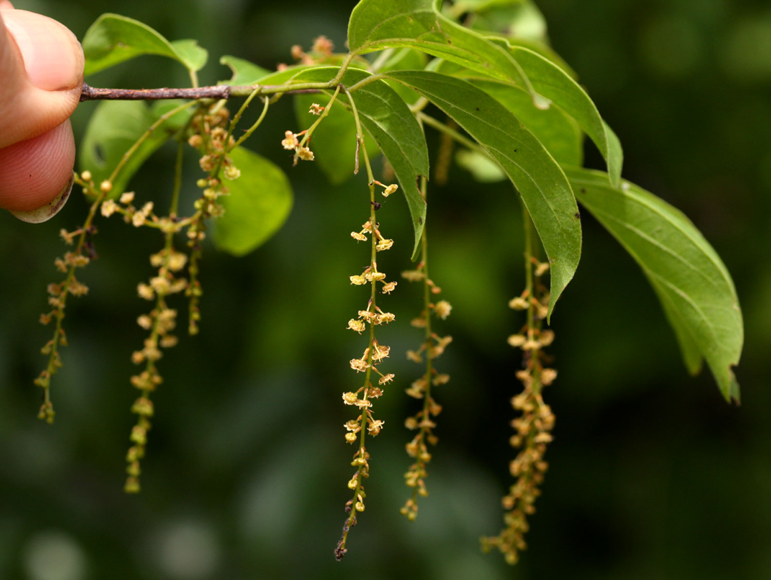 Meiostemon tetrandrus subsp. australis