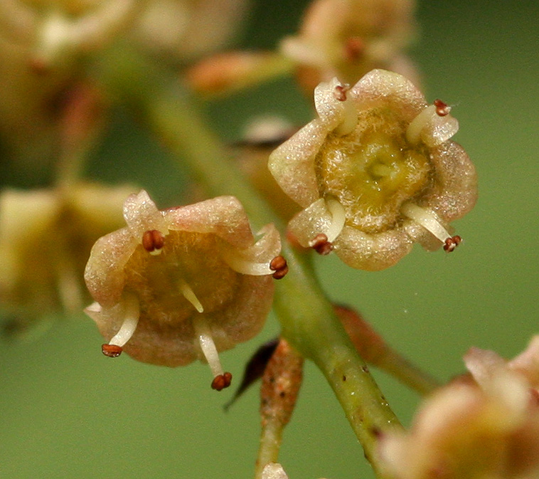 Meiostemon tetrandrus subsp. australis