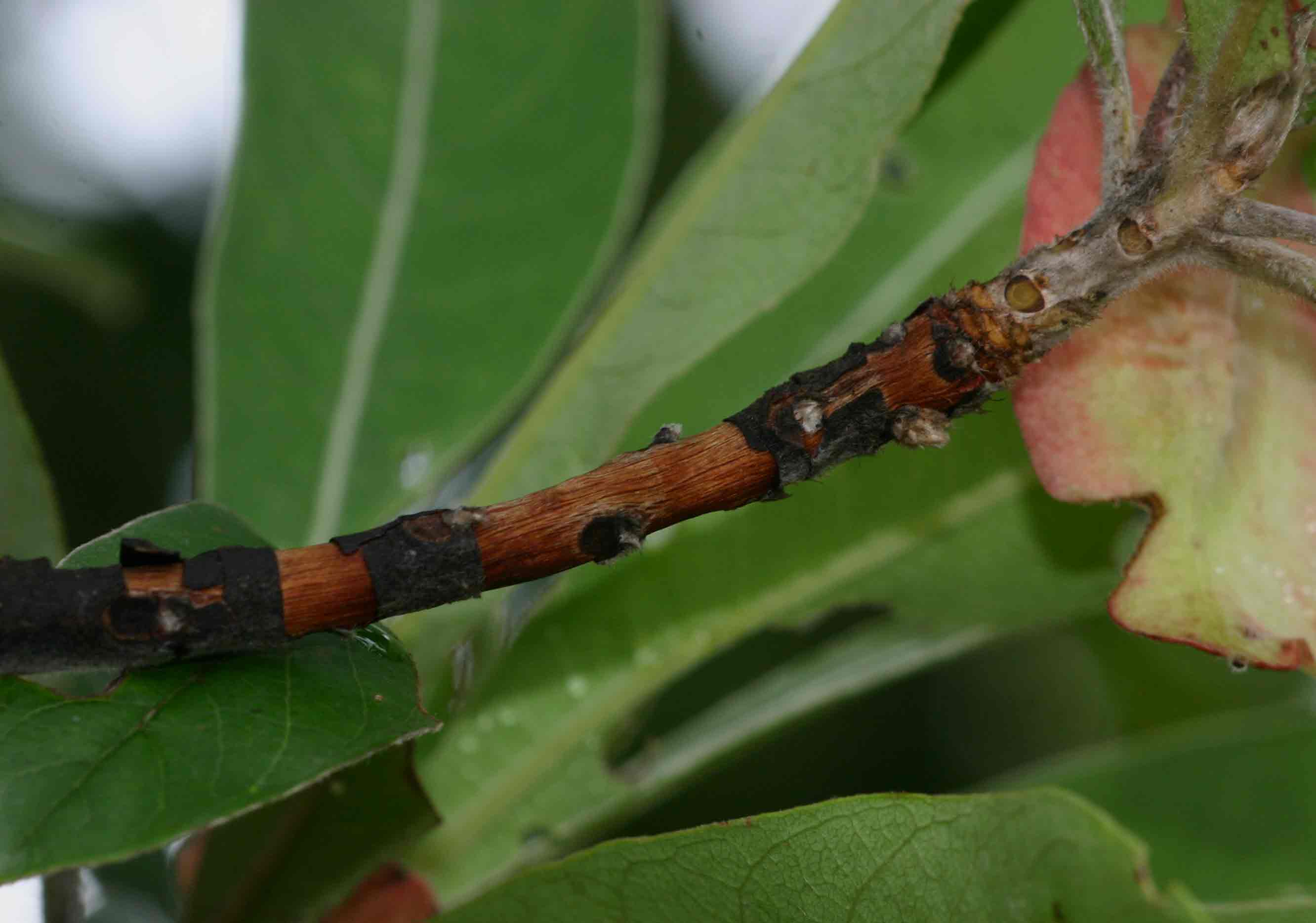 Terminalia sericea