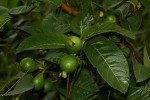 Psidium guajava