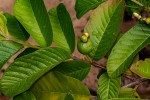 Psidium guajava