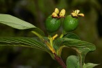 Psidium guajava