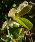 Psidium guajava