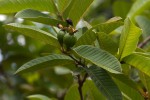 Psidium guajava