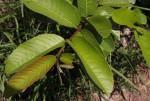 Psidium guajava