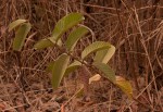 Psidium guajava