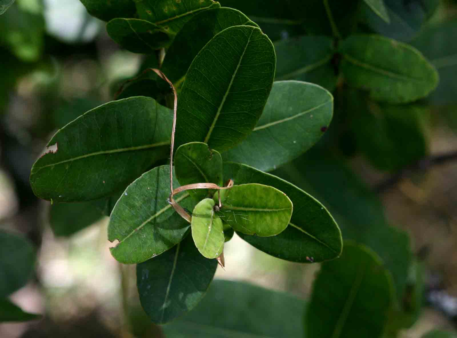 Syzygium cordatum