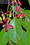 Syzygium cumini