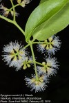 Syzygium cumini