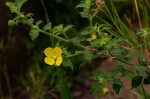 Ludwigia octovalvis subsp. sessiliflora