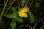 Ludwigia octovalvis subsp. sessiliflora