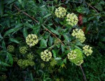 Heteromorpha arborescens var. abyssinica