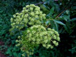 Heteromorpha arborescens var. abyssinica