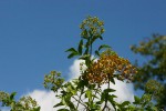 Heteromorpha arborescens var. abyssinica