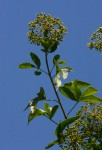 Heteromorpha arborescens var. abyssinica