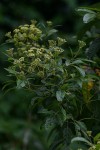 Heteromorpha arborescens var. abyssinica