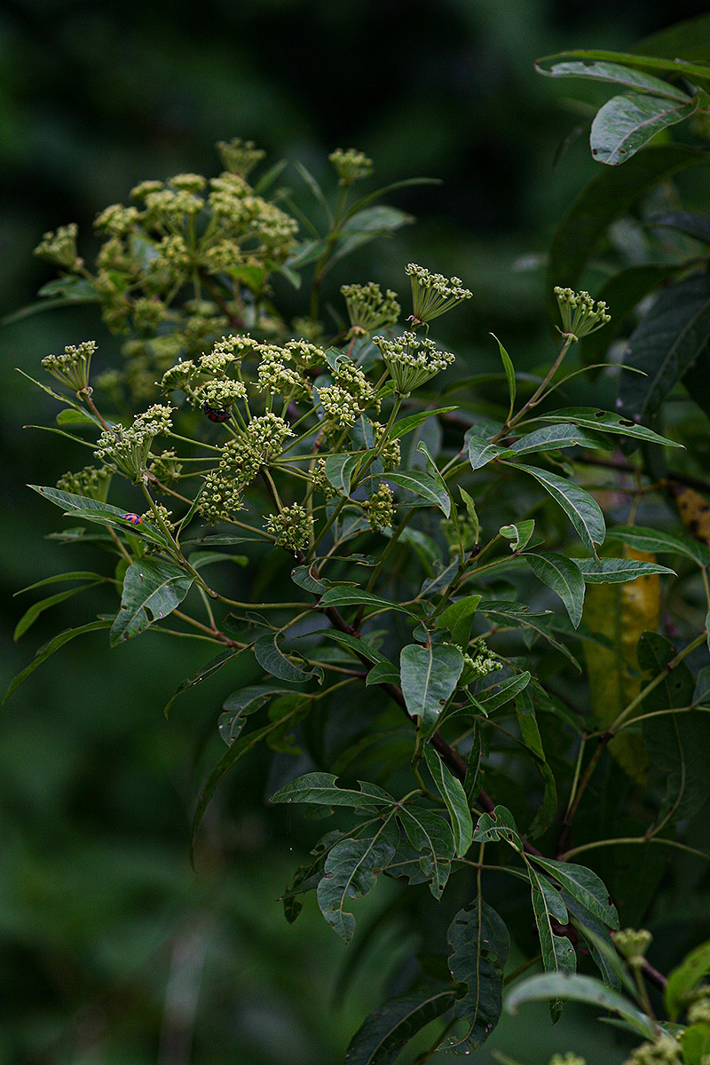 Heteromorpha arborescens var. abyssinica