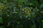 Heteromorpha arborescens var. abyssinica