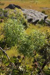 Heteromorpha arborescens var. montana