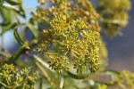 Heteromorpha arborescens var. montana