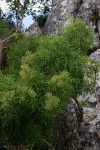 Heteromorpha arborescens var. montana