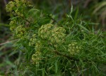 Heteromorpha arborescens var. montana