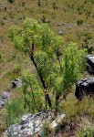 Heteromorpha arborescens var. montana