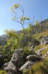 Heteromorpha arborescens var. montana