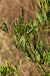 Heteromorpha stenophylla var. transvaalensis