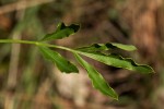 Heteromorpha stenophylla var. transvaalensis