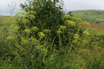 Heteromorpha involucrata