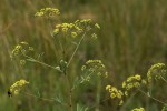 Heteromorpha involucrata