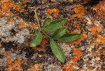 Heteromorpha involucrata