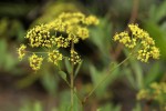 Heteromorpha involucrata