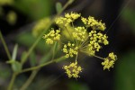 Heteromorpha involucrata