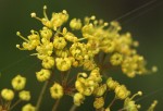 Heteromorpha involucrata