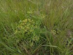 Heteromorpha involucrata