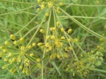 Heteromorpha involucrata