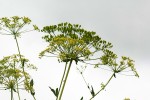 Heteromorpha involucrata