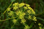 Heteromorpha involucrata