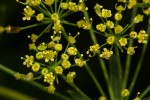 Heteromorpha involucrata